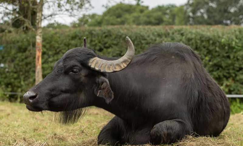 buffalo-resize